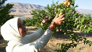 "Kayısı fiyatlarımız şuan iyi gidiyor"