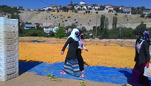 Kuru kayısı hırsızları aman vermiyor 