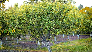 Meyvelerde salgın hastalık uyarısı 