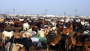 Pakistan'da Kurban Bayramı hazırlıkları 