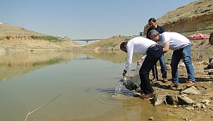 Göletlere 120 bin yavru balık bırakıldı