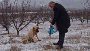 Doğanşehir'de sokak hayvanlarını unutmadı