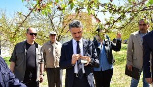 Vali Baruş, hasar gören kayısı bahçelerini inceledi