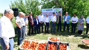 Yeşilyurt'ta domates hasat etkinliği