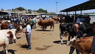 Hayvan pazarında hareketlilik sürüyor