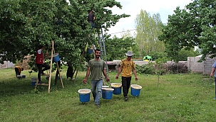 Sarı altının hasadına başlandı 