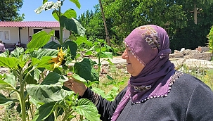 Yıkılan evlerinin enkazında yeşeren 'ayçiçekleri' ile nefes almaya çalışıyorlar 