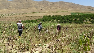 Kale'de ayçiçeği hasadına başlandı