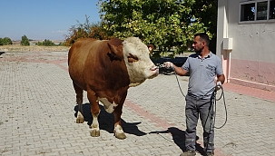 Malatya'da üretilen boğa spermaları dünyaya ihraç edilecek 