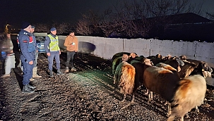 Malatya'da kayıp koyunları jandarma buldu 