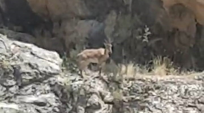 Malatya'da dağ keçileri görüntülendi 