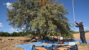 Malatya'da alıç hasadı 