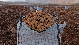 Darende'de patates hasadına başlanıldı 