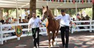 Tigem, Yılın İkinci Tay Satışını Karacabey'de Yaptı